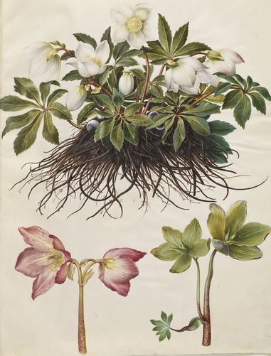 drawing of Black Hellebore Flower