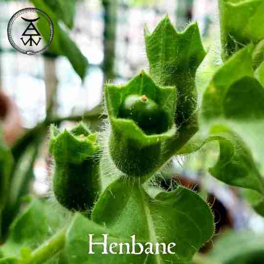 Henbane Seed Pods