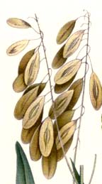 Isatis tinctoria seeds