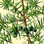 small juniper engraving