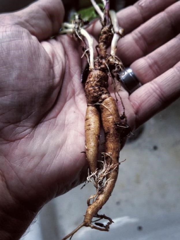 Mandrake root grown by Teth with AW seeds