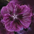 Malva sylvestris mauritiana flower
