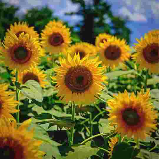 Grey Stripe Sunflowers