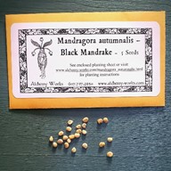 Black Mandrake Seed Packets