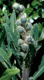 Meoconopsis prattii pods