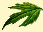 Motherwort leaf