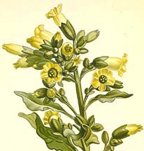 Nicotiana rustica flower