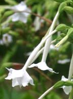 Nicotiana sylvestris flowers