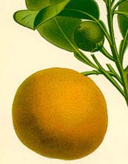 Orange engraving