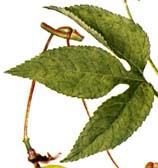 Passionflower leaf