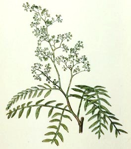 Schinus molle drawing