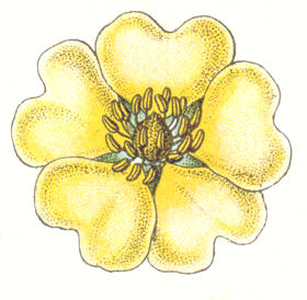 Potentilla recta flower