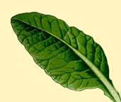 Cowslip leaf