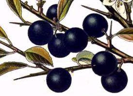 Prunus spinosa berries