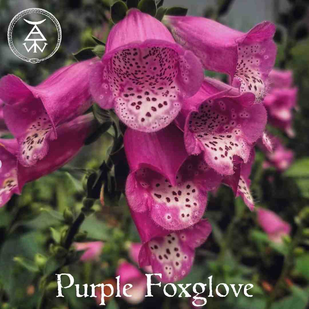 Purple Foxglove Flowers