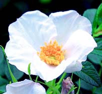 Seeds for white rugosa rose