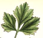 Smallage leaf