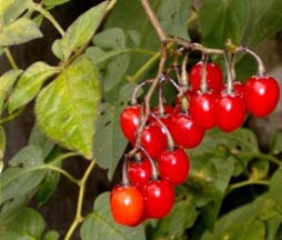 Solanum dulcamara berries