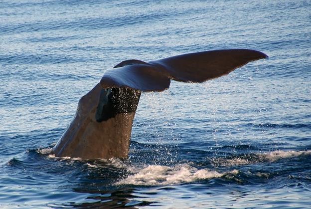 Sperm Whale Breaching