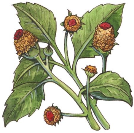 Spilanthes acmella drawing