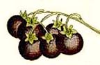 Solanum nigrum berries