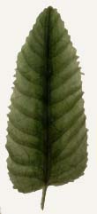 Stachys leaf