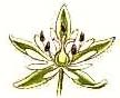 Starwort flower