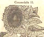 Sunflower engraving