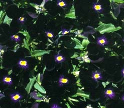 Bowles Black Viola 