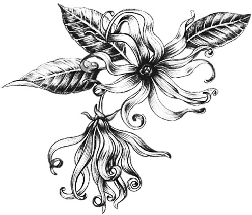 Ylang Ylang flower illustration